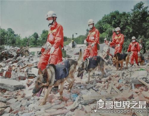 地震搜救犬全部遭处死，谣言不可信(真相是功勋犬救人而牺牲)