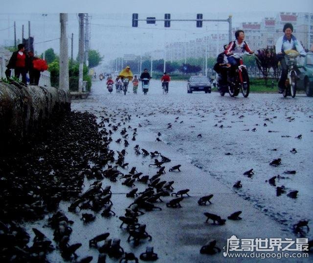 汶川地震前一天的前兆，蟾蜍成群出现在街头(有待证明)