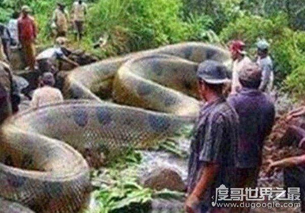 09年广西桂平挖蛇事件真假，挖出长16米/重600斤巨蛇(谣言)