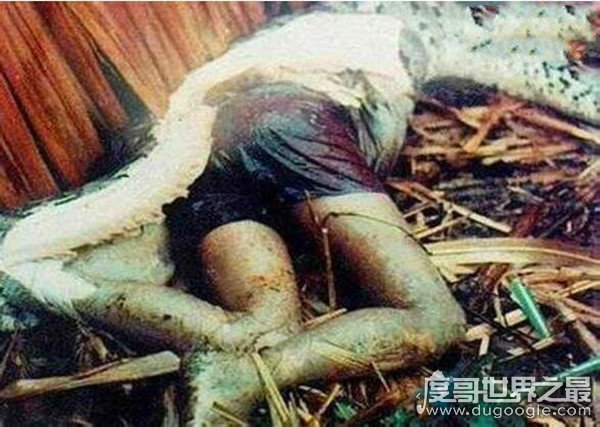 09年广西桂平挖蛇事件真假，挖出长16米/重600斤巨蛇(谣言)