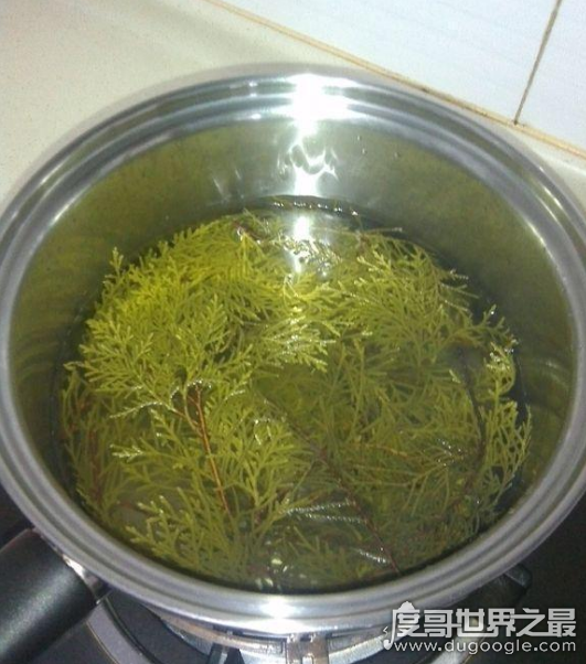 四大最有效的白发变黑发土方，桑叶水洗头简单又实用