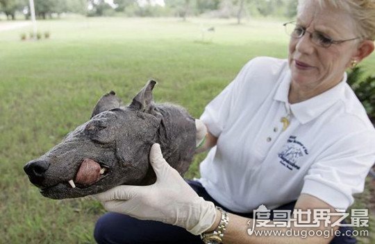 吸血怪兽卓柏卡布拉真实图片，样貌恐怖会吸干牲畜血液(未证实)