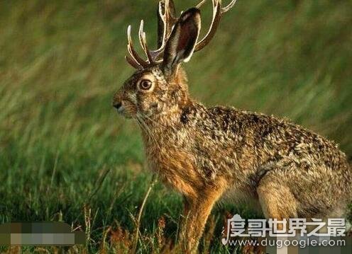 未知生物鹿角兔的真实图片，其实是长有肿瘤的棉尾兔(看着很恐怖)