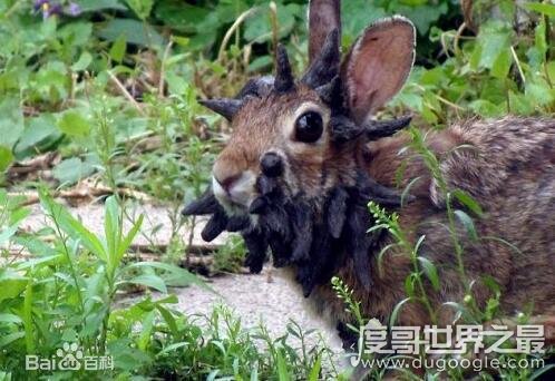 未知生物鹿角兔的真实图片，其实是长有肿瘤的棉尾兔(看着很恐怖)