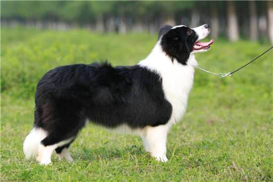 最聪明的狗前十名，边境牧羊犬智商相当于八岁孩子