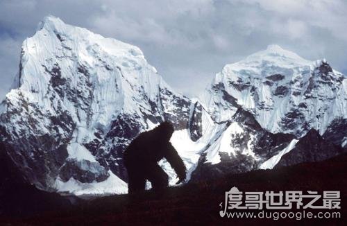 喜马拉雅雪人之谜，身形高大/通身雪白/生性好色(疑似高等灵长动物)