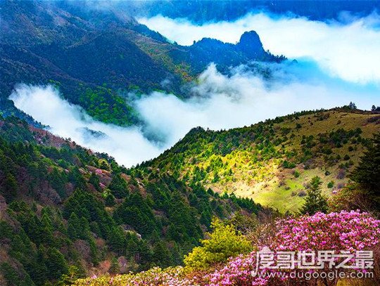 神农架野人之谜，多人发现红发直立行走的生物(待考证)