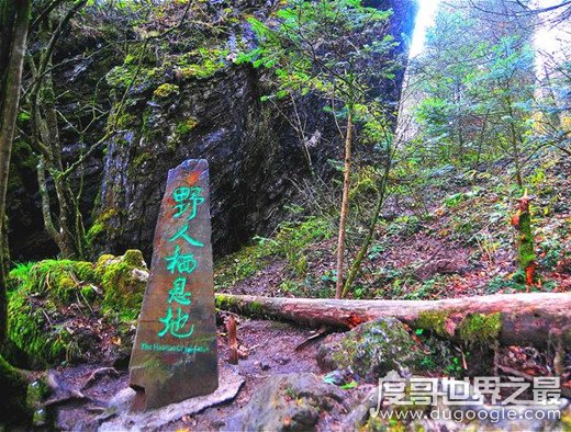 神农架野人之谜，多人发现红发直立行走的生物(待考证)