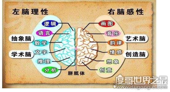 左脑右脑分别控制什么，左脑控制人的逻辑思维(右脑侧重艺术思维)