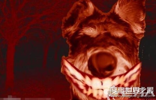 作死搜索smile.jpg(微笑狗)谷歌原图，结果吓尿了(胆小勿进)