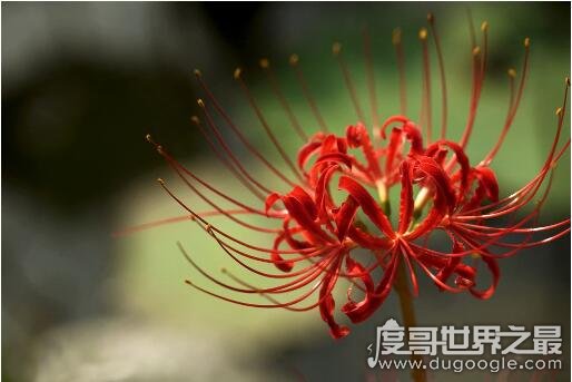 象征死亡的冥界四花，彼岸花是黄泉路上唯一的风景