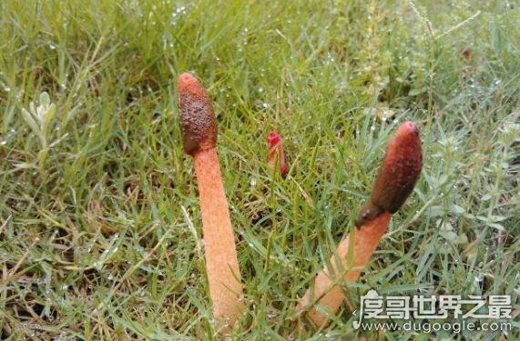 红鬼笔是一种真菌类植物，闻起来像鸡屎农民都不敢碰