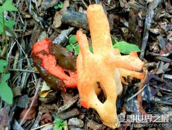 红鬼笔是一种真菌类植物，闻起来像鸡屎农民都不敢碰