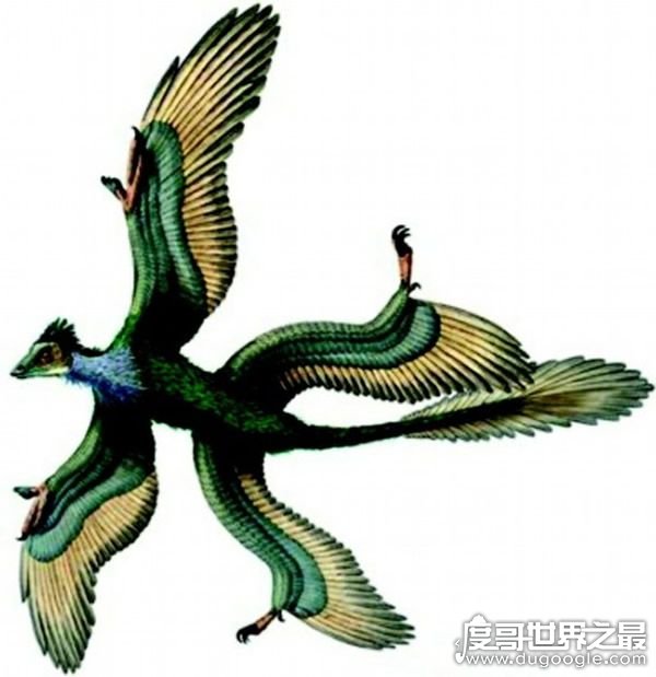 神奇的四翼鸟，只有吸引雌鸟时才露出它的四翼