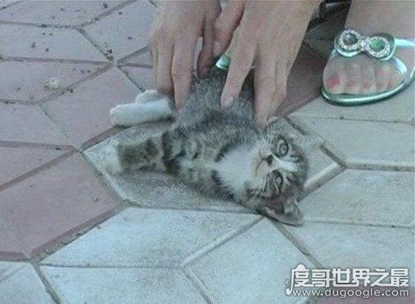 女子用高跟鞋虐猫事件图解，活活踩死猫并拍摄变态视频售卖