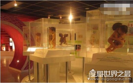 走进泰国恐怖博物馆，陈列着各种畸形变态的死尸(胆小勿进)