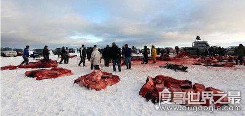 爱斯基摩人的冰屋太神奇，住在冰里却比外界温度高60℃