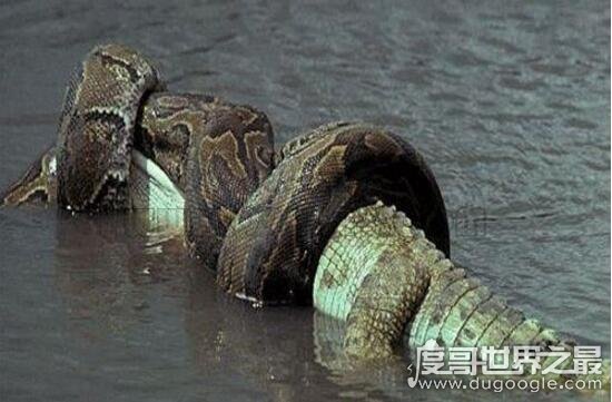 95年安徽巨蟒渡劫事件是真的吗，巨蟒飞升的荒唐谣言