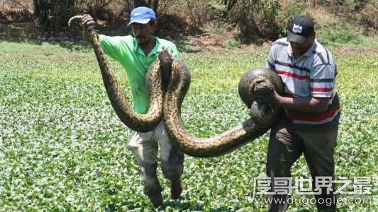 现实中锦鳞蚺真的存在吗，神话传说中的生物(喜以尾入阴妇女)