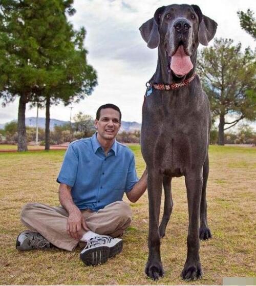 世界最高大的狗，大丹犬大乔治高2.2米如巨兽