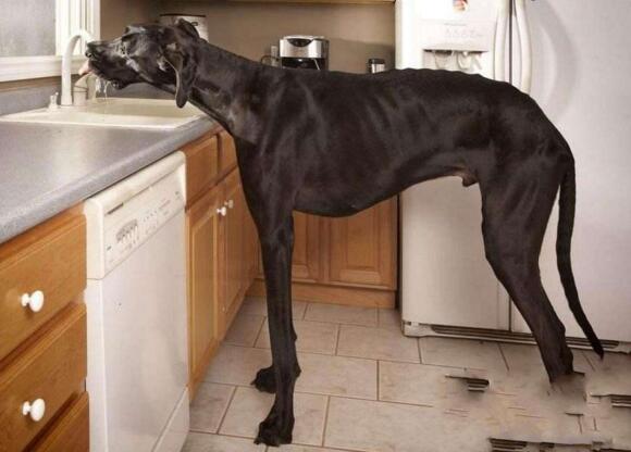 世界最高大的狗，大丹犬大乔治高2.2米如巨兽