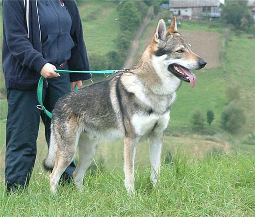 世界上10大最贵的狗品种排行榜，捷克狼犬有市无价