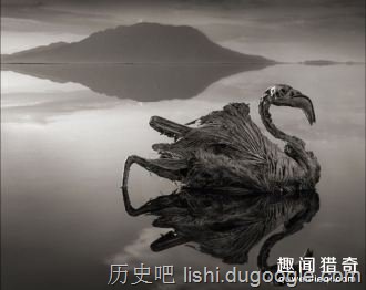 世界上最诡异的湖泊：动物进去就变干尸