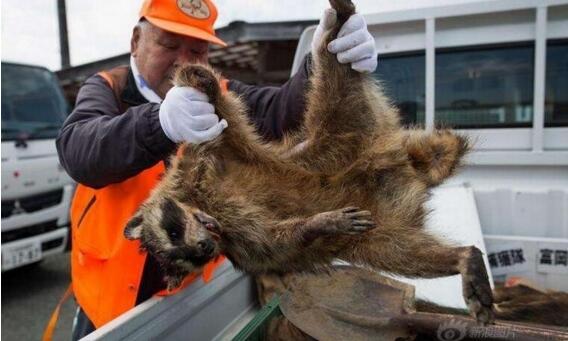日本猎杀变异野猪现场，打不死野猪还容易被反杀