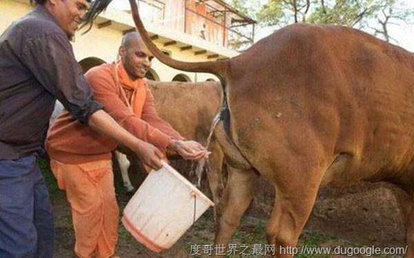 印度人用牛尿牛粪来做饮料和保健品