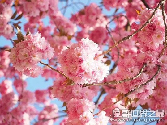 花城是哪个城市，广东省省会广州(四季花卉盛开/花市众多)