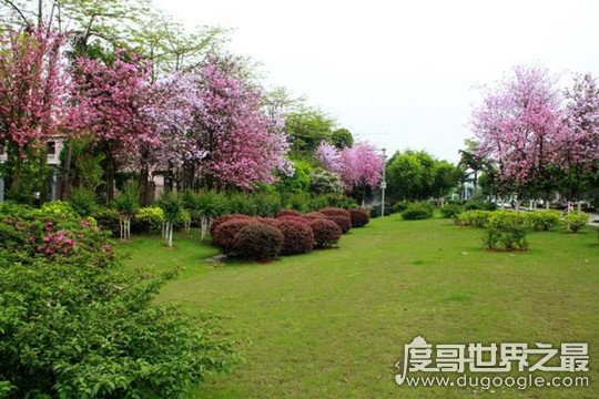 花城是哪个城市，广东省省会广州(四季花卉盛开/花市众多)