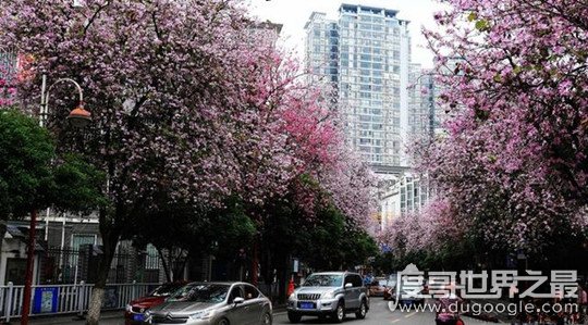 花城是哪个城市，广东省省会广州(四季花卉盛开/花市众多)