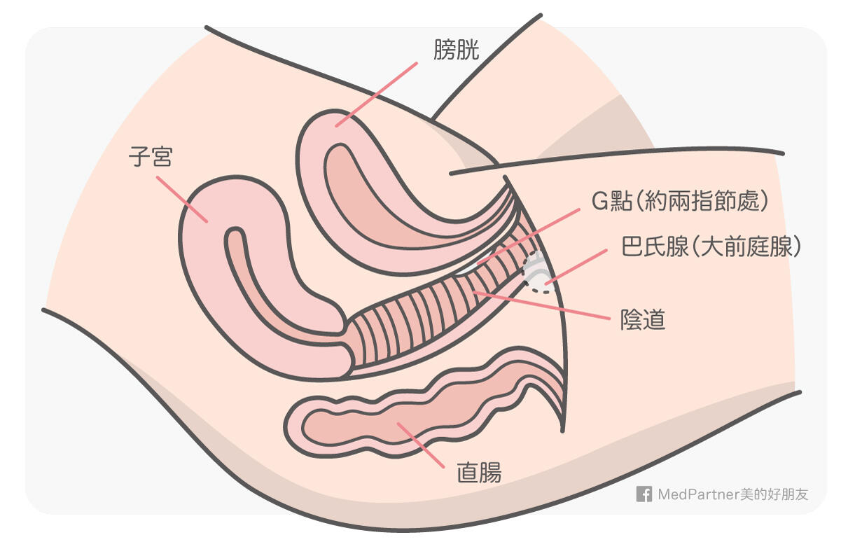 男女生殖器官