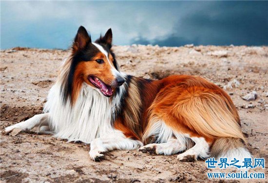 世界名犬排行榜大盘点，微笑天使萨摩耶竟屈居第十位