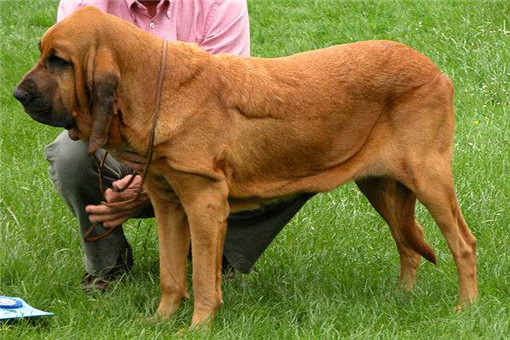 世界十大嗅觉能力最出众的狗，寻血猎犬位居榜首