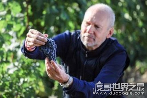 中国种植葡萄始于什么朝代，西汉武帝时期(由张骞出使西域带回)