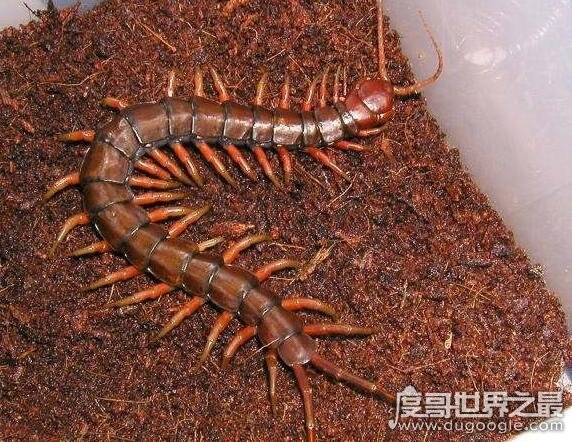 中国红巨龙蜈蚣，一种全身深红在古籍中被称为“天龙”的蜈蚣