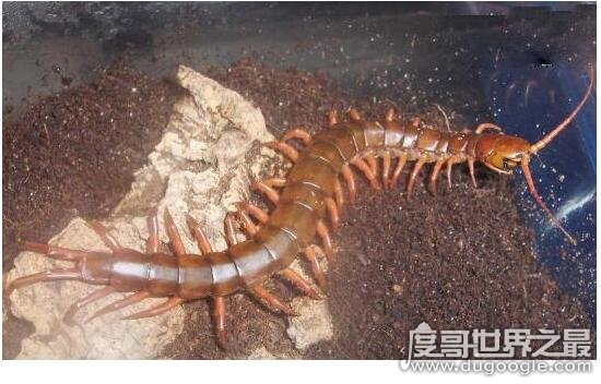 中国红巨龙蜈蚣，一种全身深红在古籍中被称为“天龙”的蜈蚣