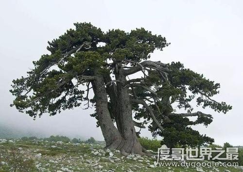 寿比南山的南山是指那座山，陕西终南山(最早出自诗经·小雅)