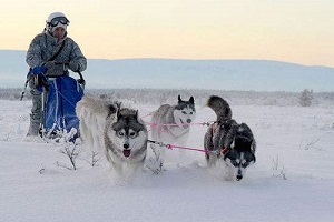 雪橇犬都有哪些？雪橇三傻强势来袭！