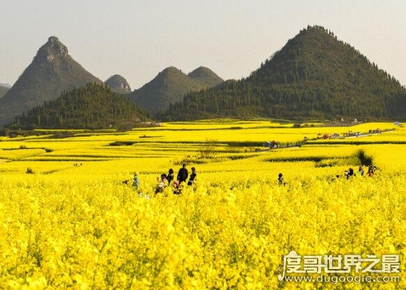 中国最大的油菜花田，占地20万亩的罗平油菜花田宛如仙境