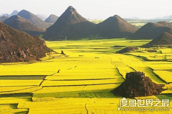 中国最大的油菜花田，占地20万亩的罗平油菜花田宛如仙境