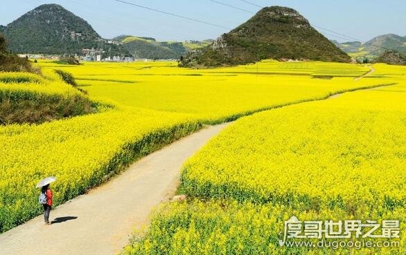 中国最大的油菜花田，占地20万亩的罗平油菜花田宛如仙境