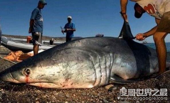 中国四大海味，鱼翅/鲍鱼/鱼肚/海参(有钱人的美食)