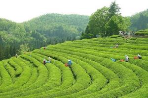 中国六大茶山，得天独厚的茶山才能种出更优质的好茶