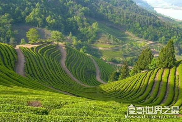 中国六大茶山，得天独厚的茶山才能种出更优质的好茶