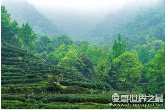 中国六大茶山，得天独厚的茶山才能种出更优质的好茶