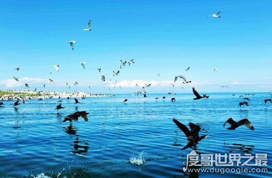 中国最大的咸水湖，4435多平方公里的青海湖(8年来不断在增大)