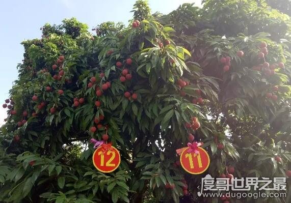 中国最贵的水果，增城挂绿荔枝曾创下了单颗55.5万元的天价