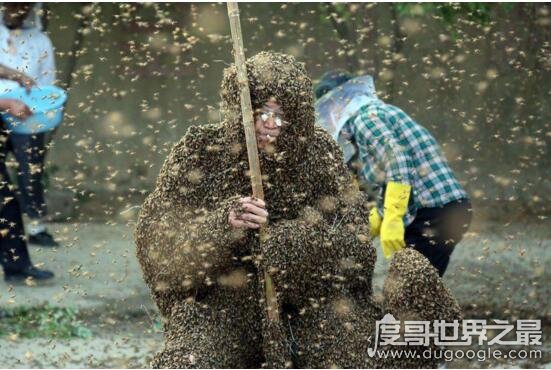 中国泰山蜂王，高丙国(被109万只蜜蜂蛰身破吉尼斯世界纪录)